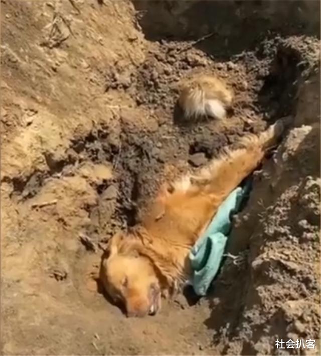 社会扒客 河北保定,金毛被车压伤口吐白沫,挣扎着给小狗喂了两次奶后死去
