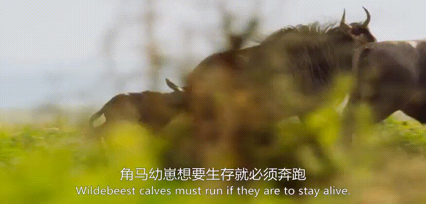 余男|开年第一部神作，狂野又震撼