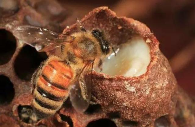 大象 怎样判断蜂箱里有没有蜂王？