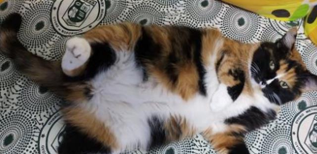 榴莲哥聊 男子养了8年的猫失踪，半个月后发现尸体在花坛里！生前惨遭虐待