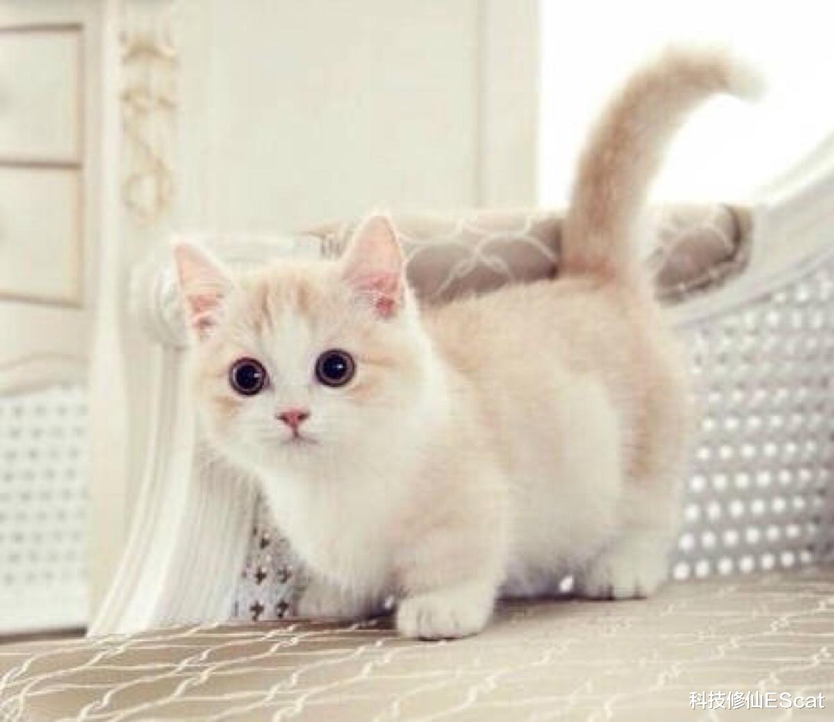 科技修仙EScat|新冠病毒不再只杀死人类，现已扩散至野生动物，美国鹿群普遍感染