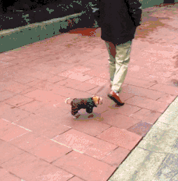 歪骆驼|“事实证明迎着阳光开车，离天堂最近，太危险了”