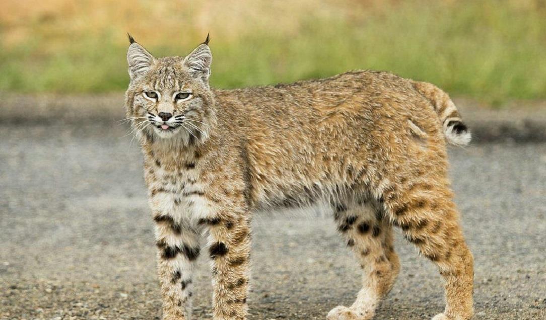 火星探测器|狼见了都要叫大哥的“猞猁”，在森林里到底有多恐怖？