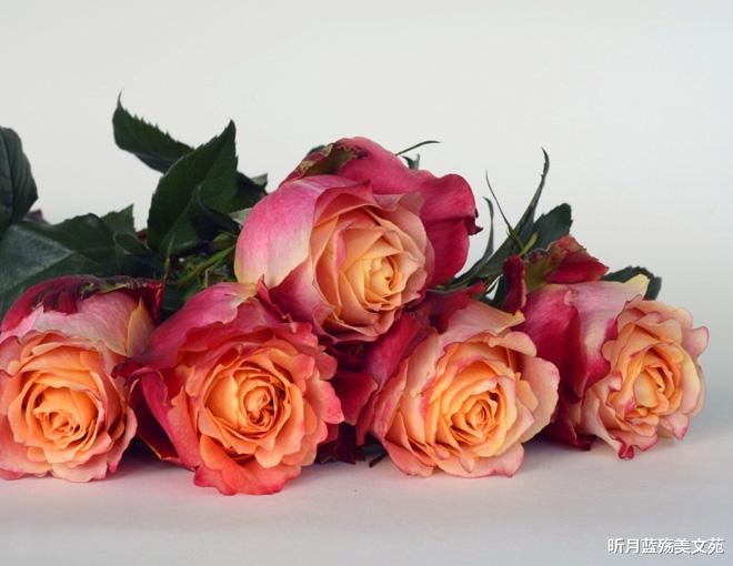 昕月蓝殇美文苑|今生爱上了你，有你一个就足够