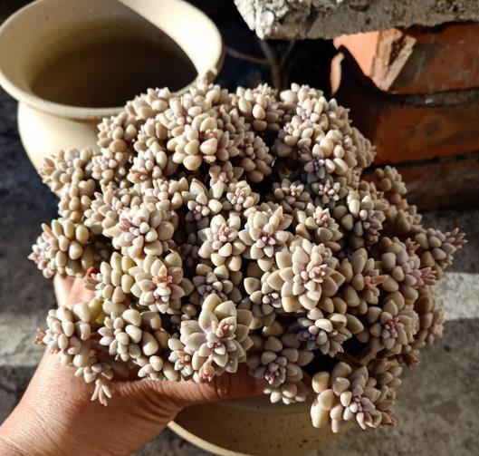 植萌|养了2年的姬秋丽，重新换个高盆养，其状态更端庄