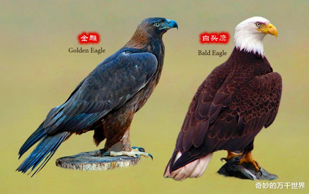 ?如何区分金雕和白头鹰?白头鹰爪力达400磅,遇上金雕谁会赢?