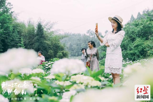 爱看头条 花期正当时 全川最大的绣球花谷等你打卡