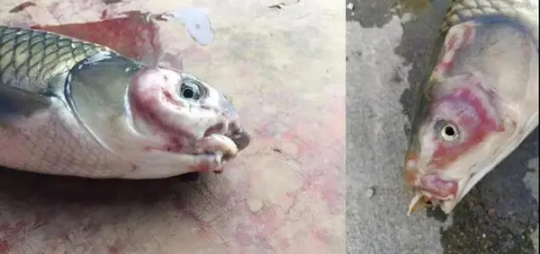开春鱼瘟爆发，越冬期间保健很重要，这几点要注意