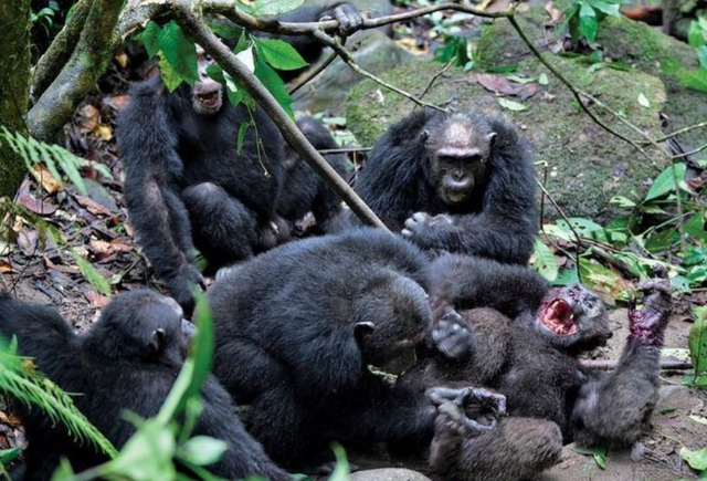 银河系 持续4年的贡贝黑猩猩战争，撕下对手皮肤、摘生殖器只为宣示成功