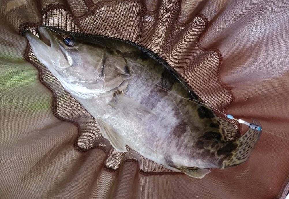 饵料|本以为钓鱼是虚度光阴，却让我感悟了不少人生