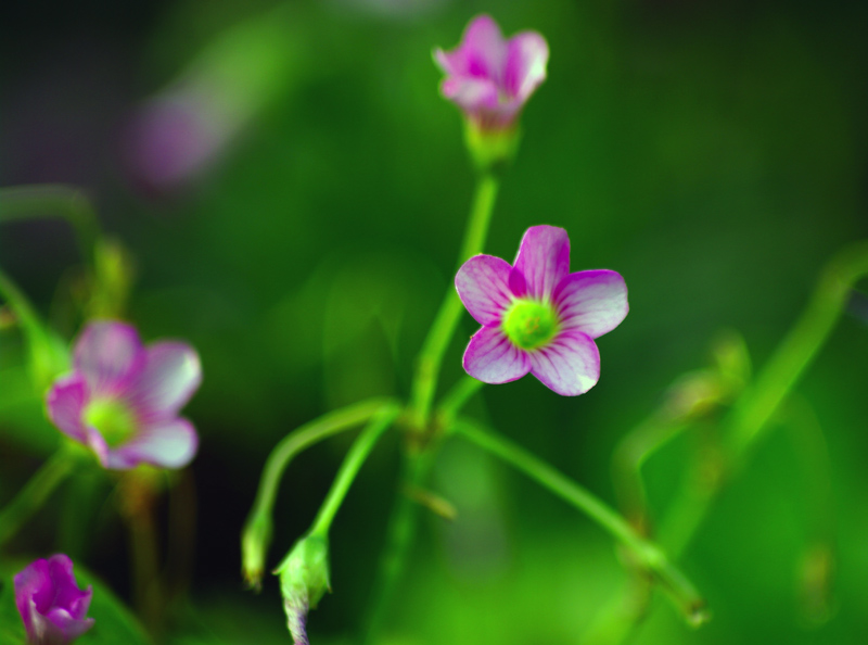 遇见小媛 女追男隔层纱？这三个女人说了心里话，答案很现实