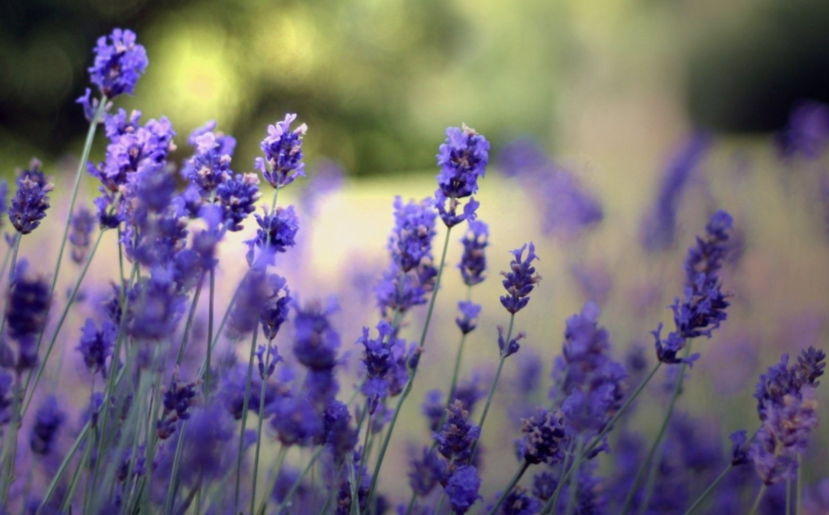 生肖夜梦|7月底,清欢不渡,鲜衣怒马,岁月流逝,3生肖情深意切,顺利复合