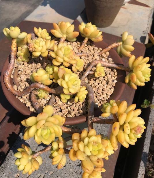 植萌|春萌不但小巧可爱，易养，还能培养成悬挂的老桩