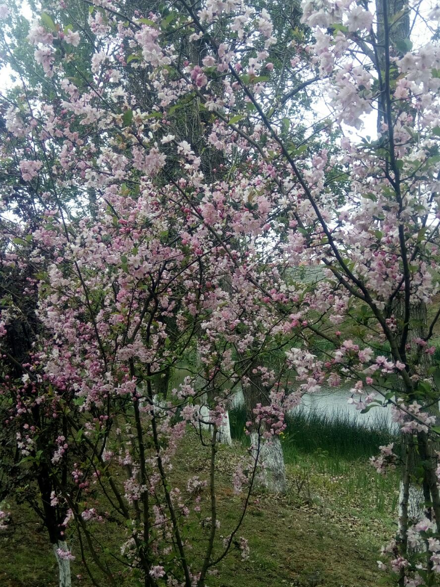 愿者鱼儿上钩 古今贤文，七言文16