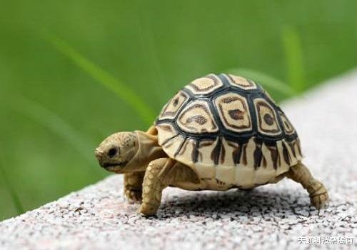 海龟 乌龟是怎么呼吸的？