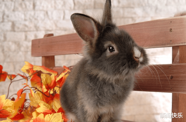 属兔|属兔的人生在几月，下半年拔得头筹，厚积薄发，职场大展宏图