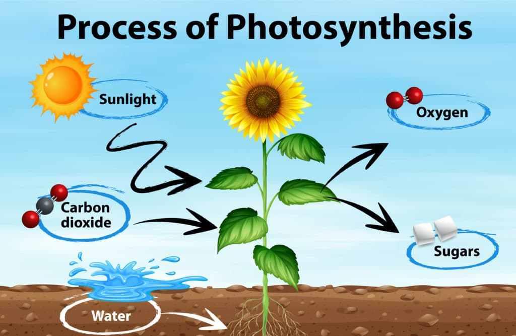 国务院常务会议 如果把所有沙漠都变成森林会怎样？科学家：代价恐怕难以承受