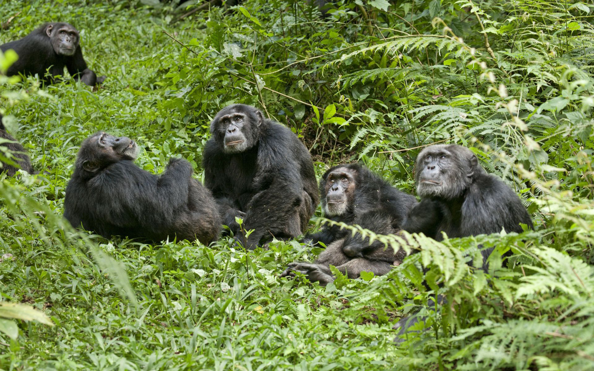 黑猩猩 吃猴子吃人后,黑猩猩又被首次发现吃掉大猩猩,或受人类行为影响