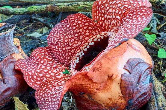 世界上最令人吃惊的10种奇花异草，你见过哪些呢！