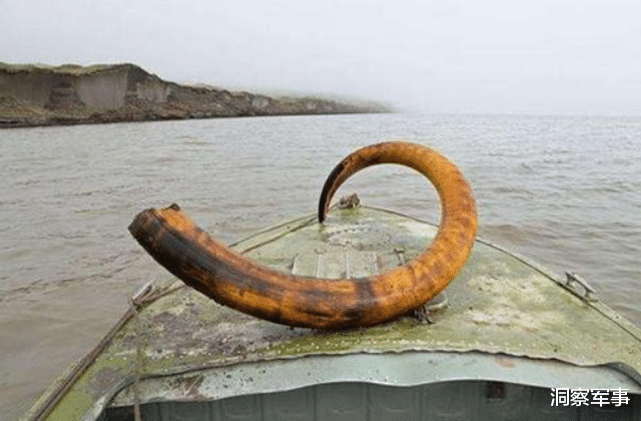 象牙|最独特的职业，收入达上千万，每年还有300多天休息