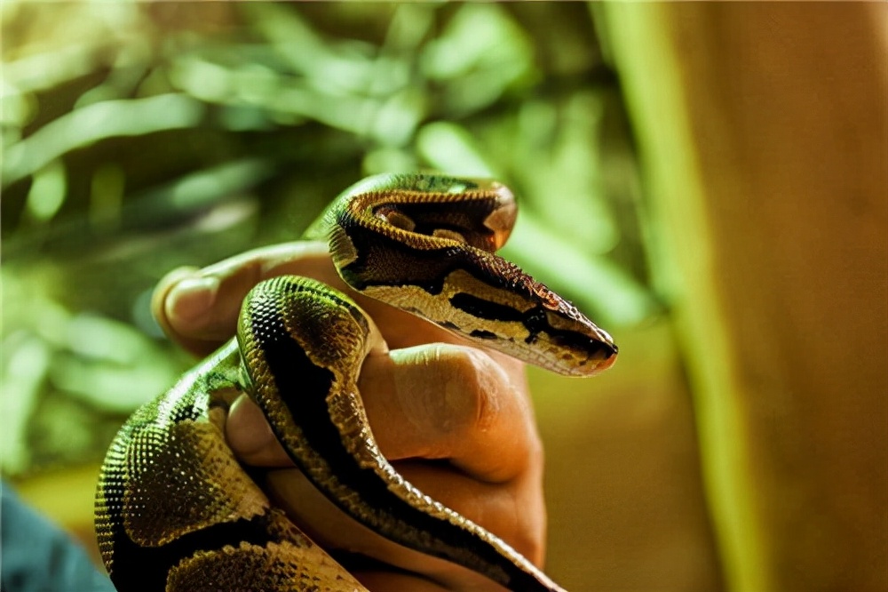 毒蛇 为什么有的毒蛇泡酒好几年,依旧会咬人?蛇究竟有多厉害?