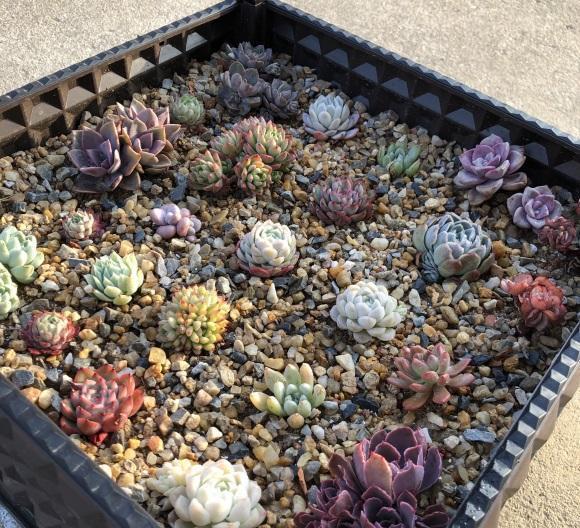 说说家装那点事儿|关于多肉，很多人又菜又爱玩，养死多肉不要紧，慢慢总结经验