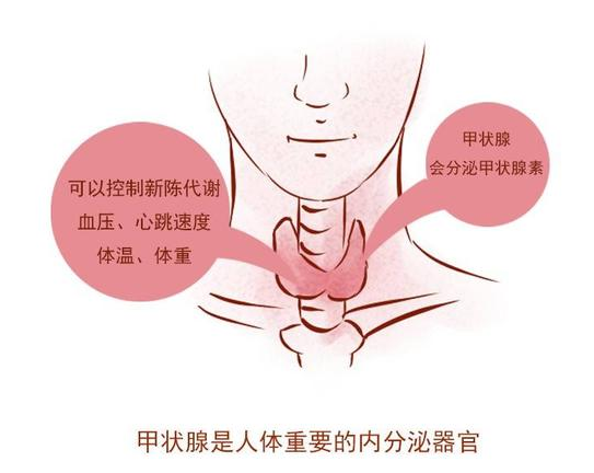 医生胡侃|甲状腺癌的“祸首”已发现，爱吃这食物的人，最后定期检查甲状腺