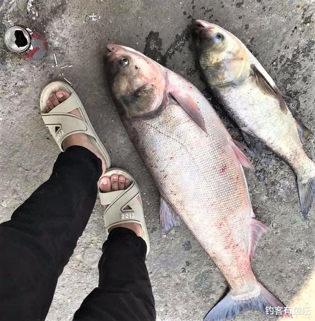 饵料|垂钓鲢鱼和鳙鱼，其用饵各不相同，正确选择钓点，渔获量翻番