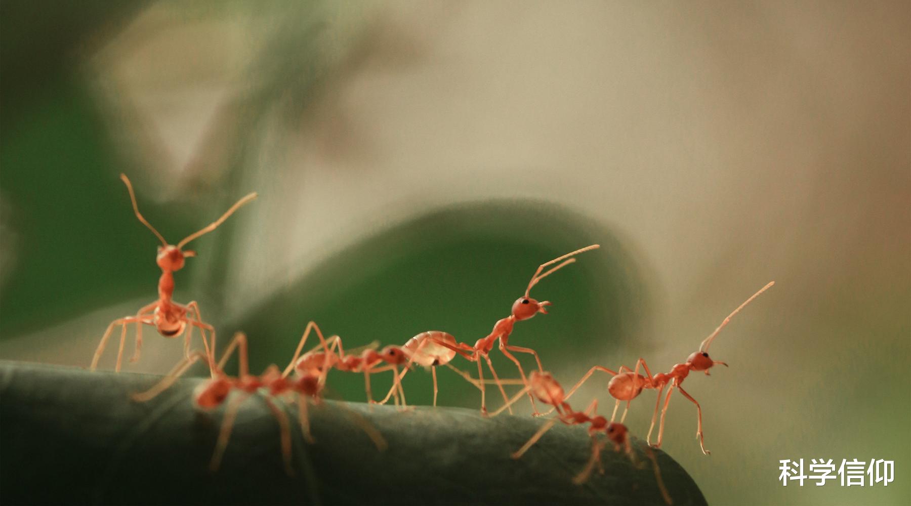 昆虫 明明是三维生物，却活成了二维的模样，蚂蚁没有大脑却又如此聪明
