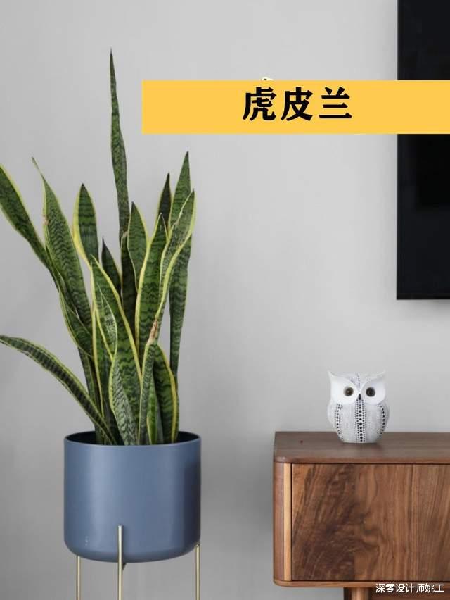 深零设计师姚工|客厅里差了点意思，可能不是装修不好，而是你缺这9种绿植做点缀