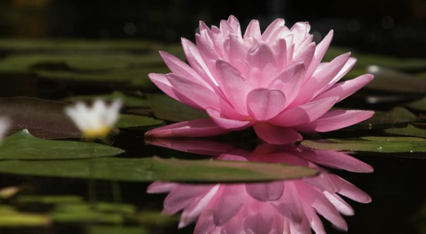 生肖夜梦 11月，苦尽甜来，爱情桃花开，3大生肖邂逅旧情人，彼此回心转意