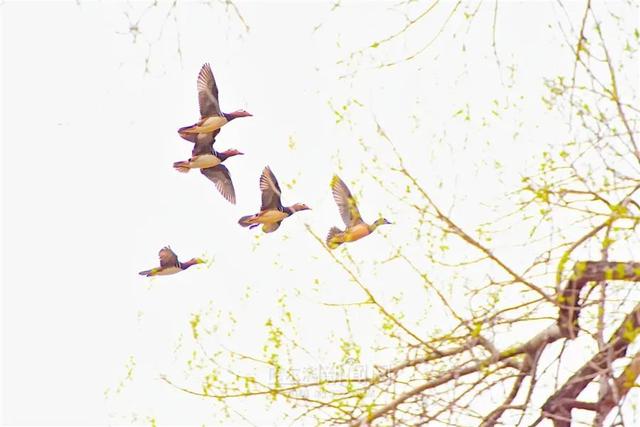 哈尔滨新闻网 森林草原火险黄色预警继续发布丨今明两天比较凉，26日暖脊“光顾”气温小升