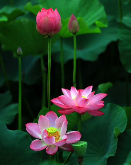 星临天下|7月下旬，喜鹊报喜，4属相贵人相助，财源广进，成功在望