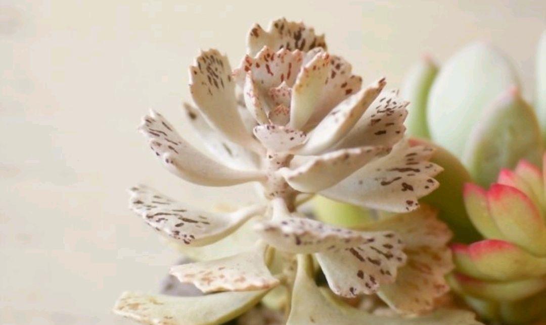 园艺印象|多肉白雀扇常被叫做“雀扇水泡”,其实它与落地生根是一家