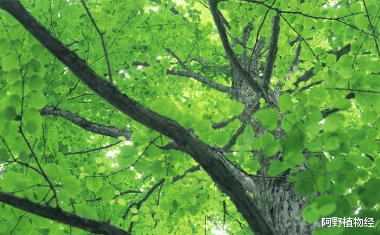 知识点:植物筛管和导管有什么区别?一个是活细胞,一个是死细胞