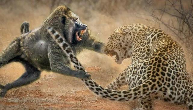 鲨鱼 24个冷知识：连生物老师都不知道，看完后颠覆认知的有趣知识