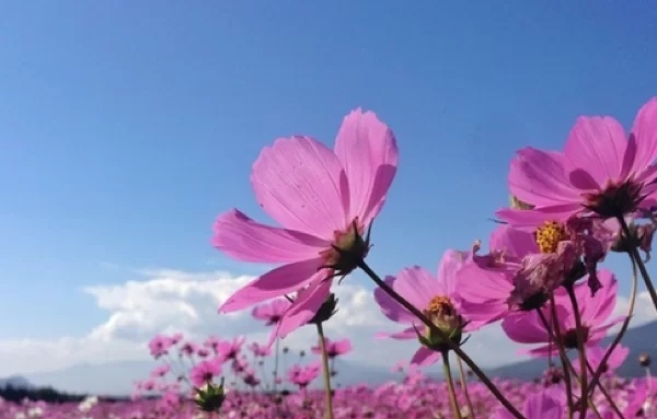 重庆 古城下的花海—美如画卷