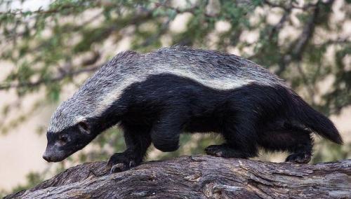 染色体 面对巨蟒都主动攻击!有着超强的抗毒能力,草原上的平头哥,到底有多恐怖?