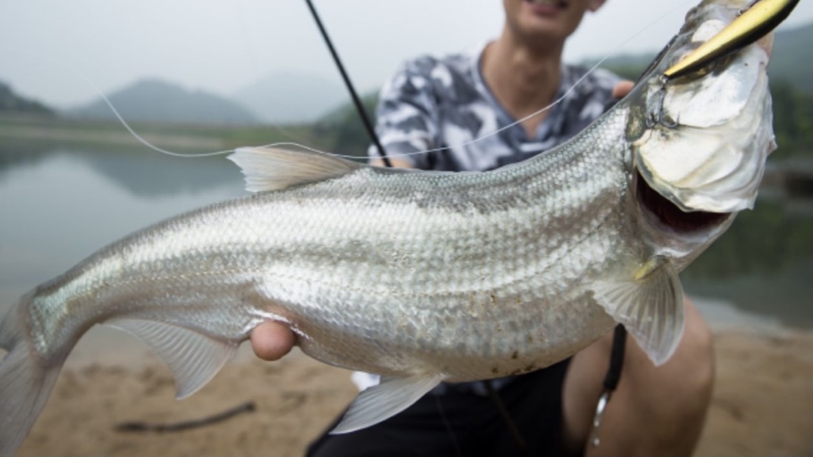 |路亚钓鱼经验分享,如何高效地作钓翘嘴