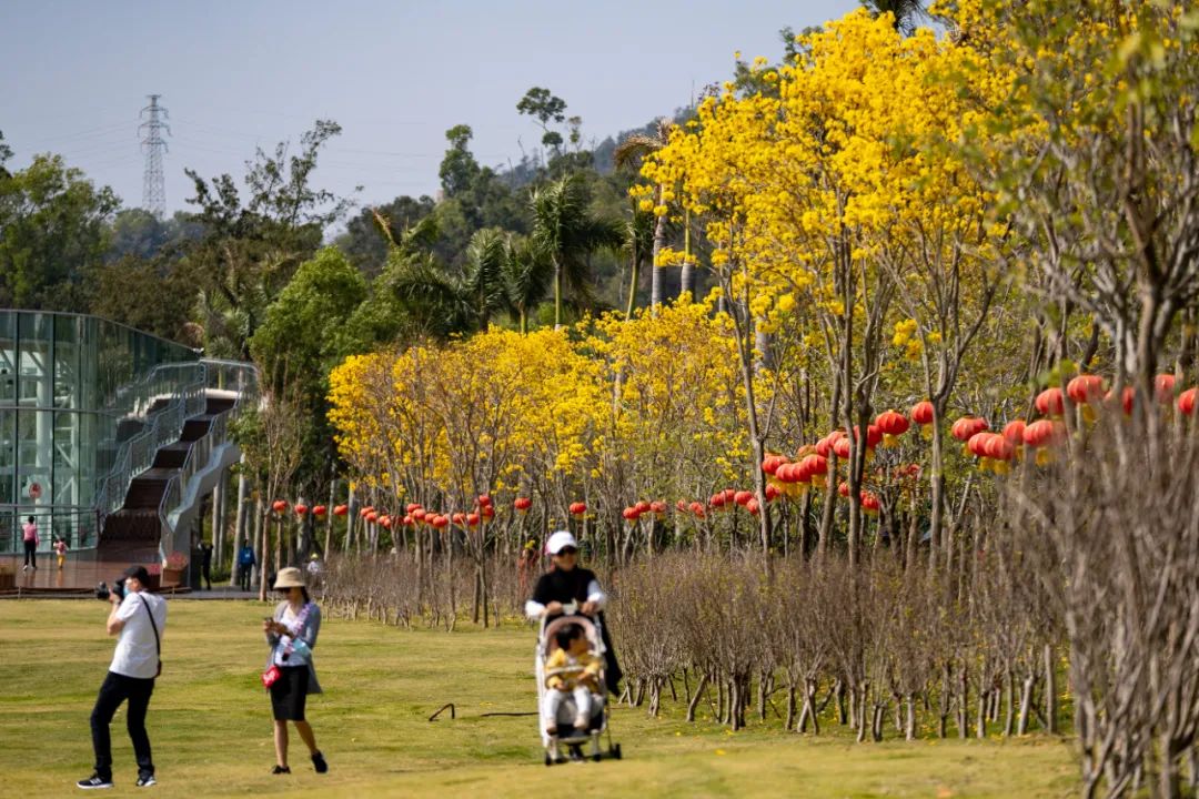 业主交流 太靓啦!珠海满城遍地“小黄花”!快快约起来!
