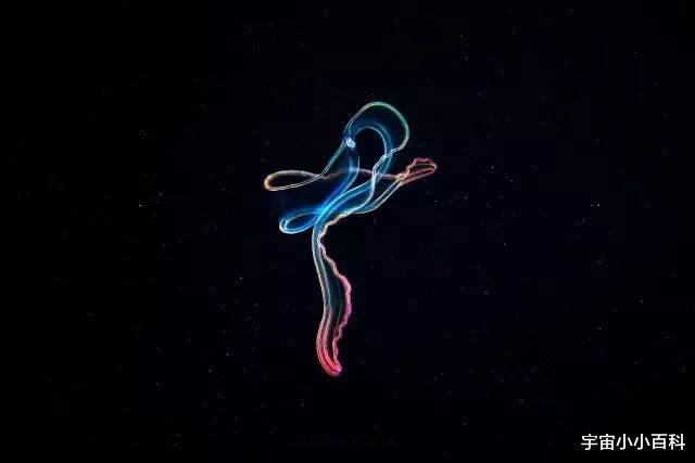 外星人 盘点可以进行光合作用获取能量的6种“神奇”动物！