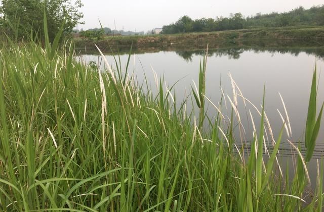 |2次野钓经历，此后钓鱼必穿水鞋，全村吃饭蛇为何是钓鱼人的大敌