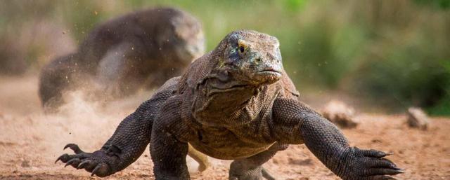  已知最大的“蜥蜴”，活化石般存在的科莫多巨蜥，真正实力如何