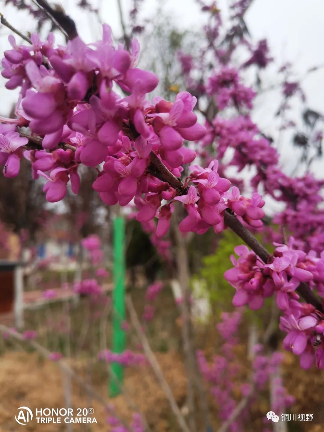 铜川周春辉 铜川王家河小公园的春天