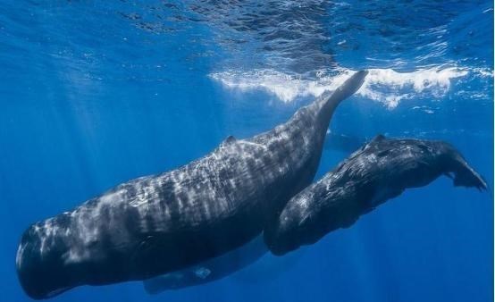 鲸鱼 150万美元的粪便：鲸鱼排泄量巨大，为何它的粪便价值超过黄金