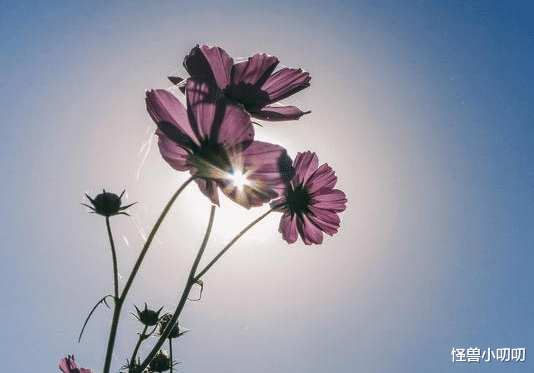 怪兽小叨叨 外柔内刚才是生肖兔的真实样子，遇事不怕事，内心坚强没人能打倒