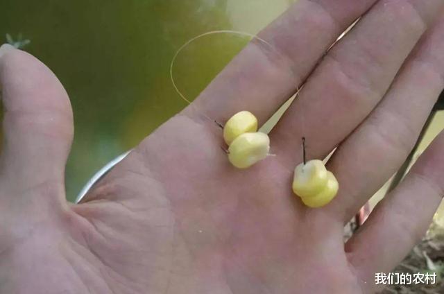 江苏省|玉米钓鱼技巧，从挂钩到上鱼一气呵成，这才是正确操作方法