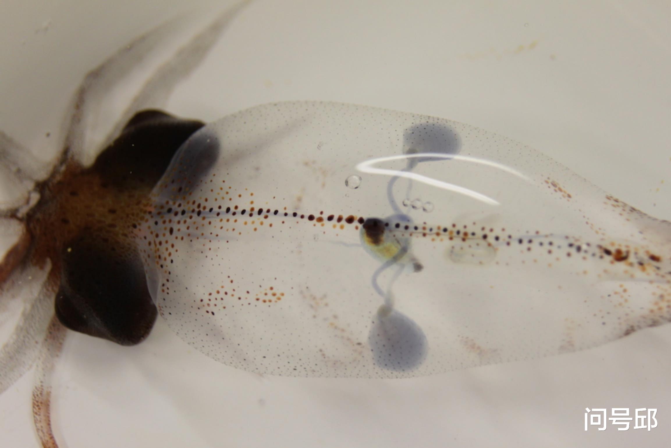 蟑螂 动物王国里奇怪的6种动物，它们的心脏不止一颗