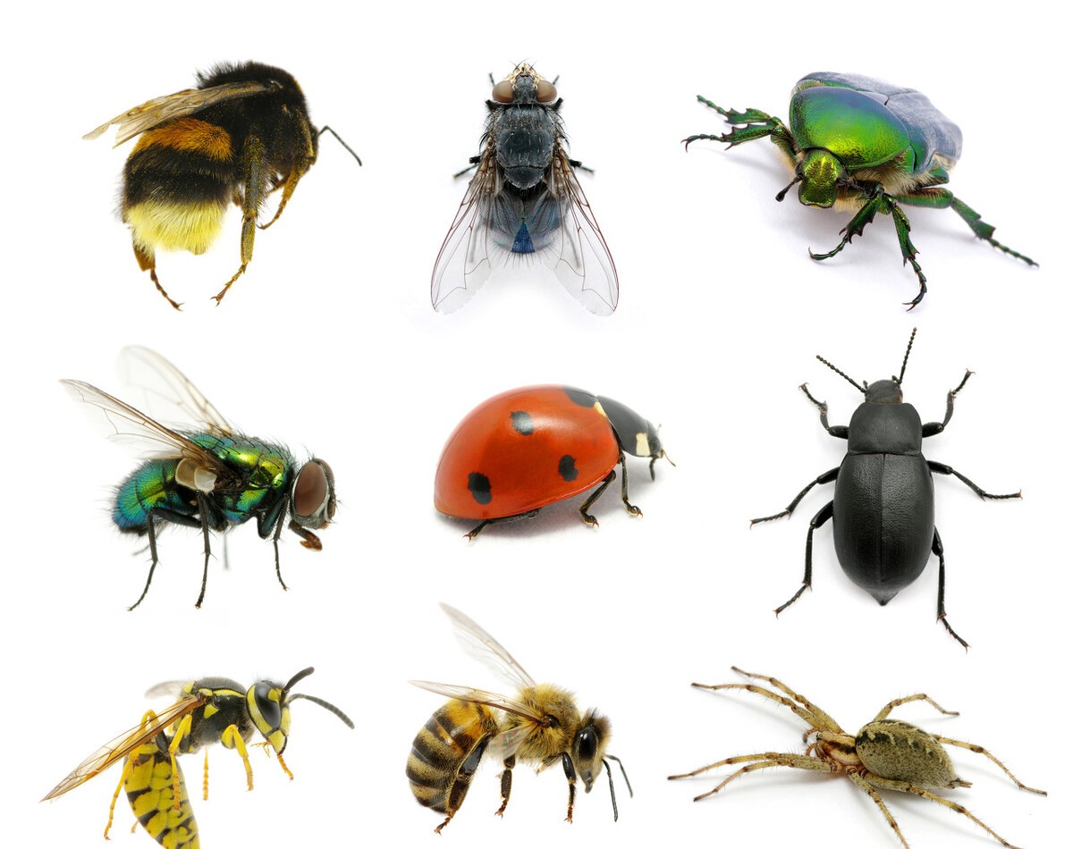 猛犸象 有些动物明明是益虫,我们却常常以为它们是害虫