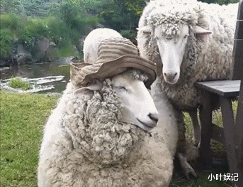 小叶娱记 “为啥朋友看到女友的自拍,说我被绿了?”评论区眼太尖了!